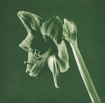 A cover of "Design & Art Direction" cluster. The owner is georgiefaye. The cluster consists of 190 elements.