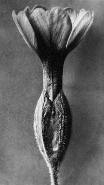 A cover of "Ways" cluster. The owner is carlosmario. The cluster consists of 89 elements.