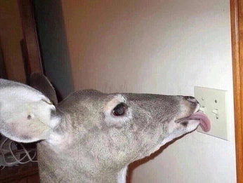 A cover of "its a vibe?" cluster. The owner is r1ngl34d. The cluster consists of 9 elements.