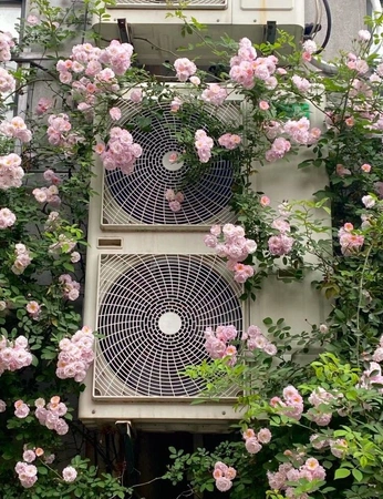 A cover of "spring" cluster. The owner is emsc44. The cluster consists of 16 elements.