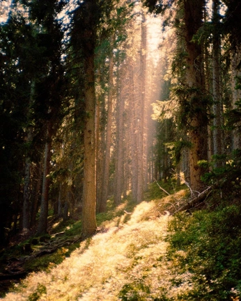 A cover of "Specific piece reference" cluster. The owner is fennpenn. The cluster consists of 14 elements.