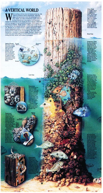 A cover of "utopian schoolastic" cluster. The owner is laurenislorem. The cluster consists of 3 elements.