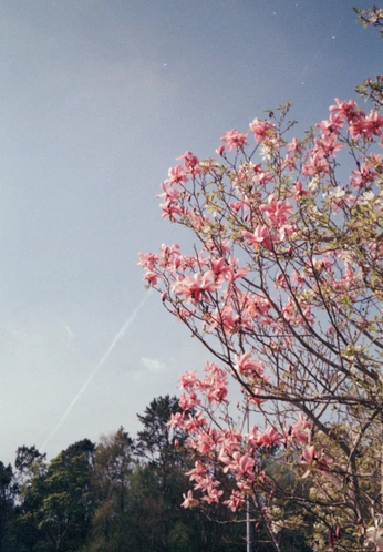 A cover of "Analog Photography" cluster. The owner is eddiman. The cluster consists of 1 element.