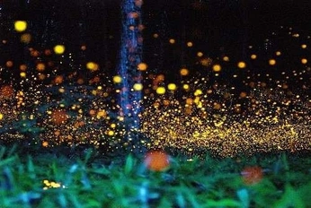 A cover of "SAMARA" cluster. The owner is memoshot. The cluster consists of 61 elements.