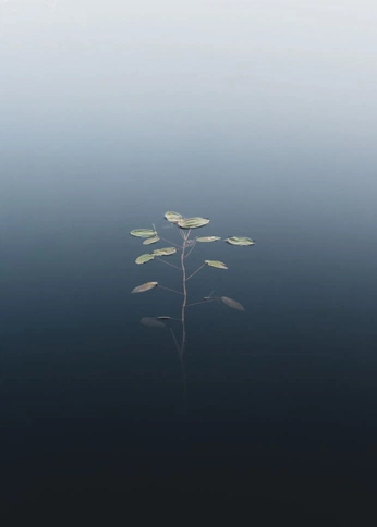 A cover of "rasa" cluster. The owner is chanelcreative. The cluster consists of 53 elements.