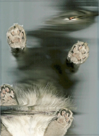 A cover of "wt" cluster. The owner is archive. The cluster consists of 1 element.