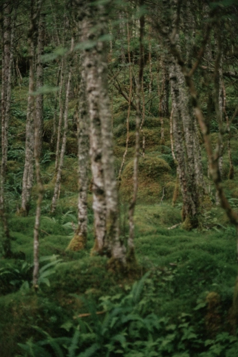 A cover of "Nature" cluster. The owner is arthurcoppens. The cluster consists of 448 elements.
