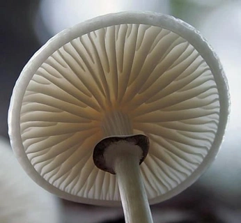 A cover of "Mushroom" cluster. The owner is saaoyumi. The cluster consists of 30 elements.