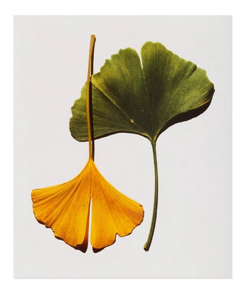 A cover of "Flowers" cluster. The owner is callenfish. The cluster consists of 33 elements.