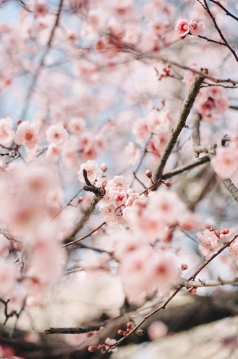 A cover of "Cherry" cluster. The owner is uxbyshaurya. The cluster consists of 35 elements.