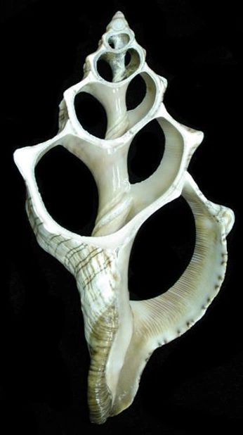 A cover of "Trầm Tích" cluster. The owner is julesqu. The cluster consists of 40 elements.