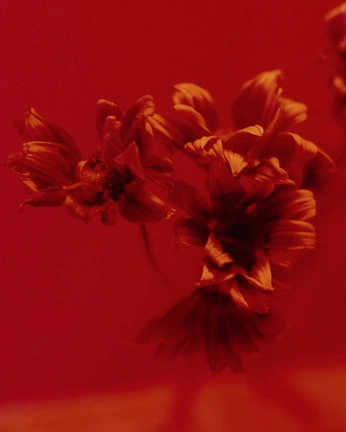 A cover of "AI" cluster. The owner is morayarr. The cluster consists of 4 elements.