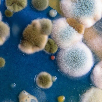 A cover of "Biomorphic" cluster. The owner is twerkus. The cluster consists of 54 elements.