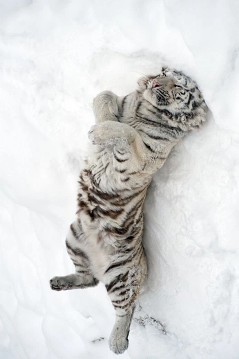 A cover of "Animals" cluster. The owner is baasmossie. The cluster consists of 270 elements.