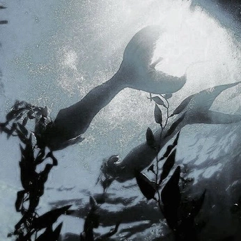 A cover of "PHOTOGRAPHY" cluster. The owner is caiomarqz. The cluster consists of 597 elements.