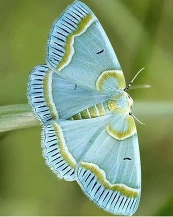 A cover of "Moth" cluster. The owner is scottishimo. The cluster consists of 6 elements.