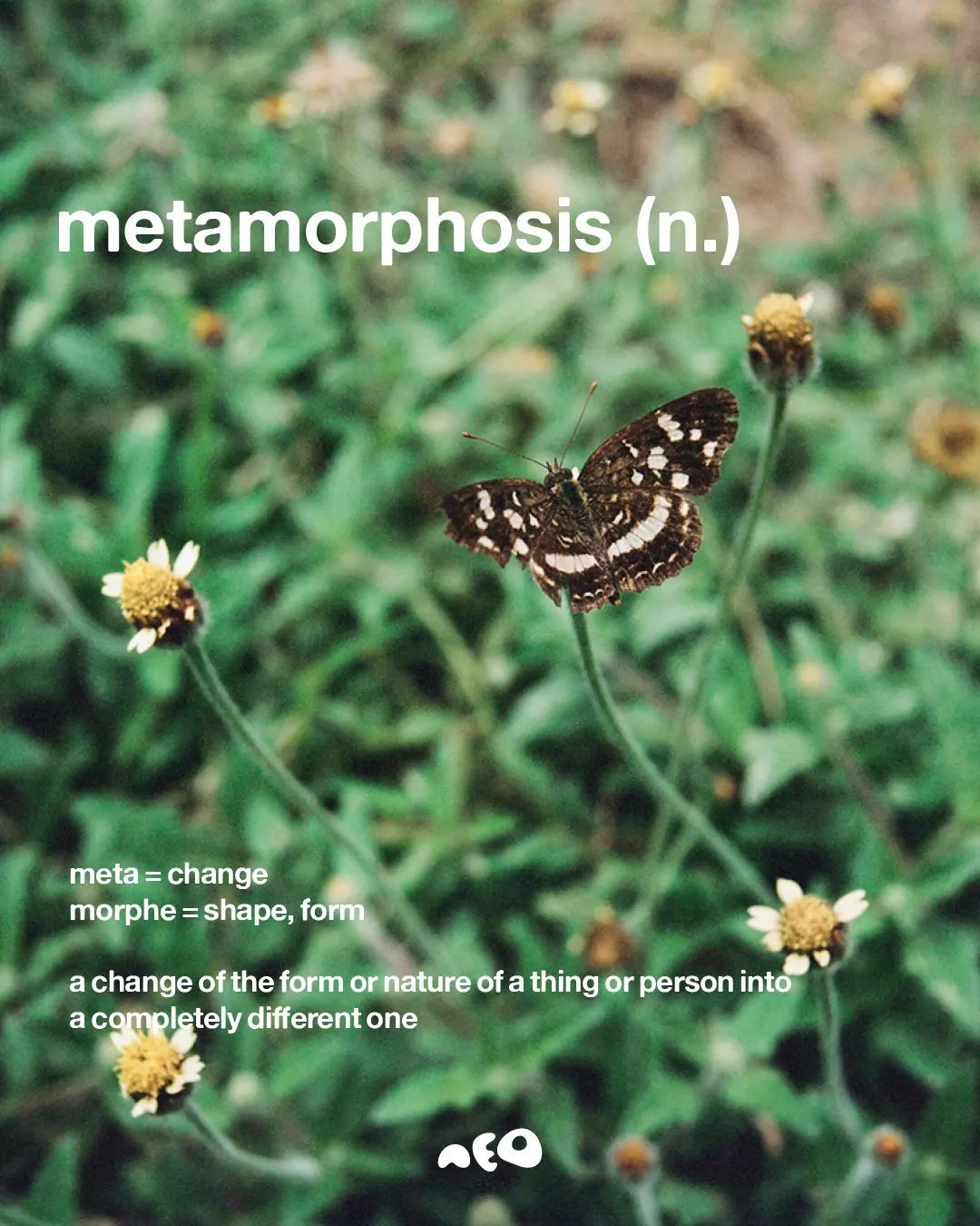 An Instagram  post added by ttrujillo on May 30, 2024. The author is @neonutritions. May present: grizzled skipper, polyommatus, aricia, swallowtail butterfly, western pygmy blue.