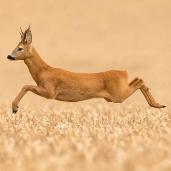 A cover of "Run" cluster. The owner is versaa. The cluster consists of 43 elements.