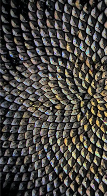 A cover of "Shapes in Nature" cluster. The owner is windham. The cluster consists of 21 elements.