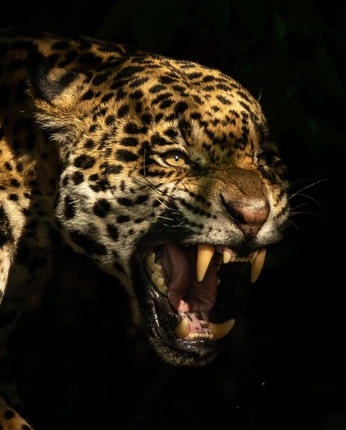 A cover of "LVQLDRD'A" cluster. The owner is starclown. The cluster consists of 21 elements.