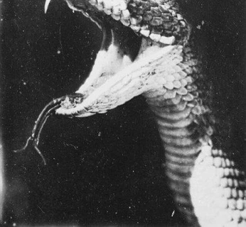 A cover of "The Serpent" cluster. The owner is blubird. The cluster consists of 72 elements.