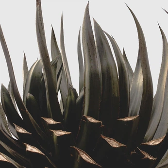 A cover of "plants" cluster. The owner is berkov. The cluster consists of 1 element.