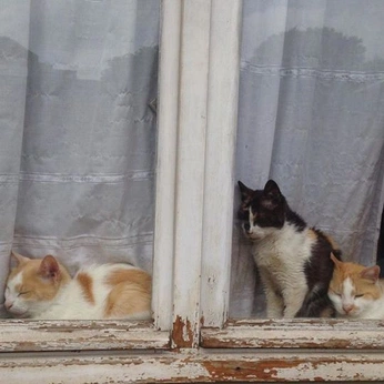 A cover of "✶ future pets" cluster. The owner is ennia. The cluster consists of 54 elements.