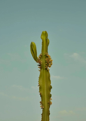 A cover of "adolfo" cluster. The owner is saraboschin. The cluster consists of 381 elements.