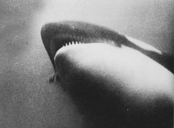 A cover of "Dope" cluster. The owner is syarifwulff. The cluster consists of 3 elements.