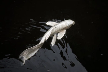 A cover of "fish" cluster. The owner is belsupriati. The cluster consists of 5 elements.