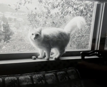 A cover of "Cat of Yore" cluster. The owner is percinski. The cluster consists of 20 elements.