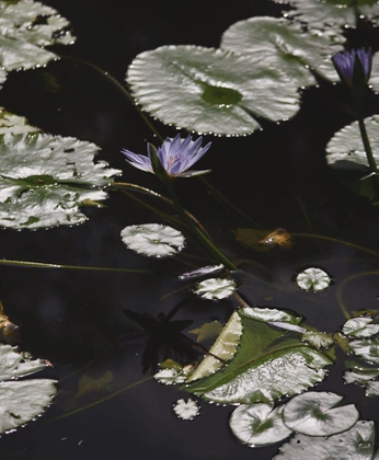 A cover of "Swamped and flooded mind" cluster. The owner is anayab. The cluster consists of 42 elements.