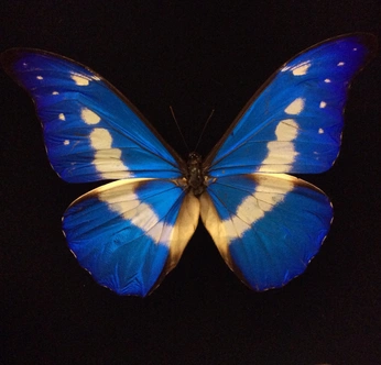 A cover of "Butter" cluster. The owner is inoccens. The cluster consists of 6 elements.