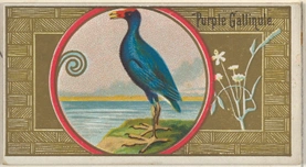 Purple Gallinule, from the Game Birds series (N13) for Allen & Ginter Cigarettes Brands