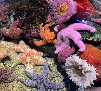 A cover of "Photos" cluster. The owner is nicolepemby. The cluster consists of 19 elements.