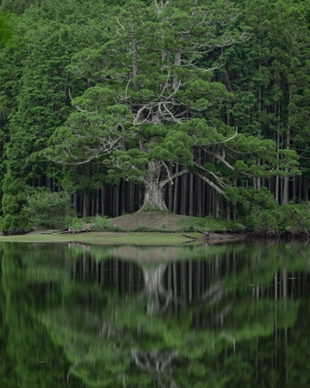 A cover of "природа" cluster. The owner is polinan. The cluster consists of 8 elements.