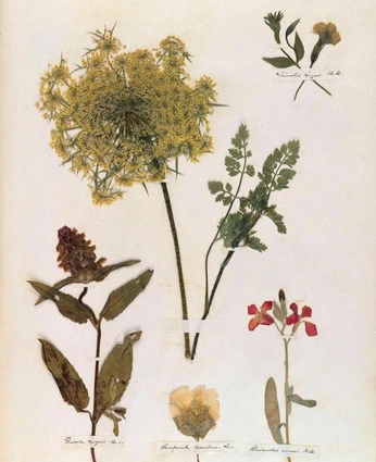 A cover of "NATURE" cluster. The owner is stefdavel. The cluster consists of 62 elements.