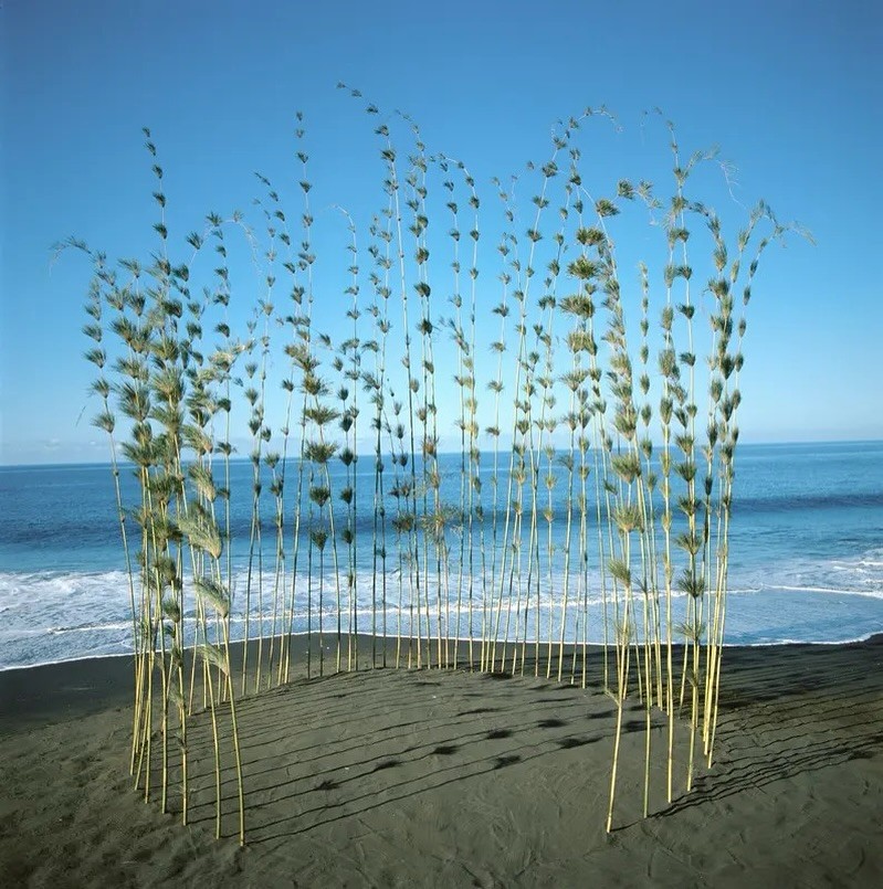 Artist Nils Udo's 1990 land art installation, Bambou, in La Réunion.