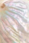 Cover of Nácar cluster
