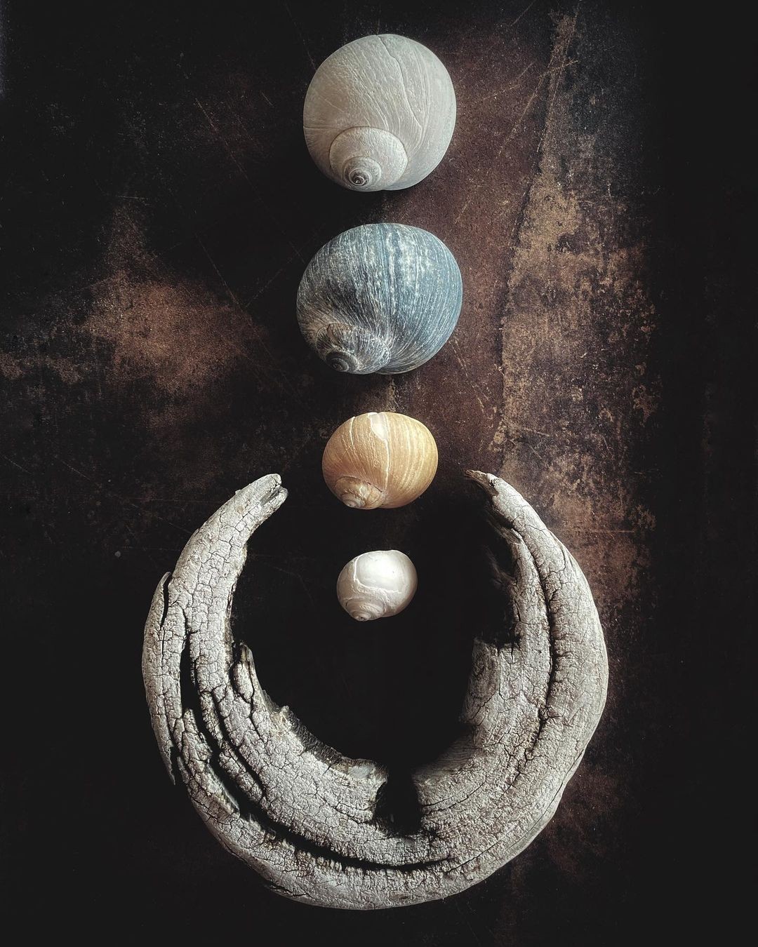 A still life of seashells and driftwood by photographer Nikki Leader.