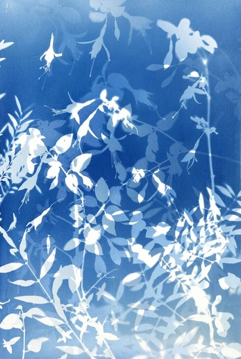 A cover of "Cyanotype" cluster. The owner is andrew. The cluster consists of 3 elements.