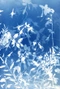 Cover of Cyanotype cluster
