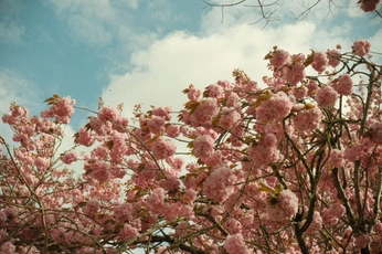 A cover of "Tulips :)" cluster. The owner is ashchoy. The cluster consists of 13 elements.