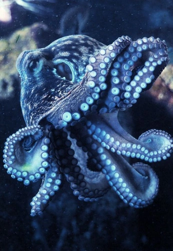 A cover of "octopus" cluster. The owner is lexifitton. The cluster consists of 5 elements.