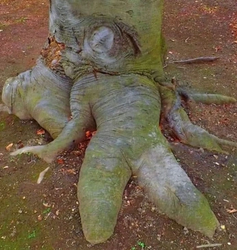 A cover of "Creppy" cluster. The owner is merlinn. The cluster consists of 8 elements.