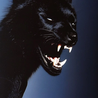 A cover of "Cats" cluster. The owner is karol.majewski. The cluster consists of 36 elements.