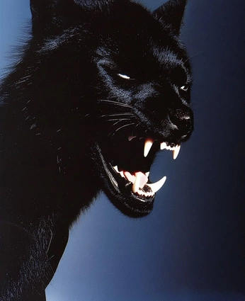 A cover of "OASIS" cluster. The owner is senowtf. The cluster consists of 16 elements.