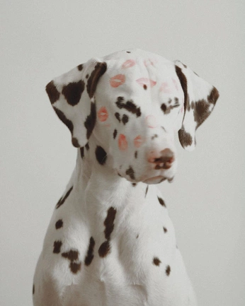 A cover of "lana di cane" cluster. The owner is morrxp. The cluster consists of 43 elements.