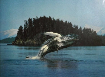 A cover of "wavemakers" cluster. The owner is wenner. The cluster consists of 1 element.