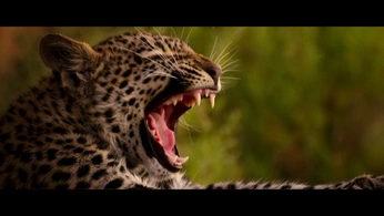 A cover of "Frames" cluster. The owner is abhinayyyyyy. The cluster consists of 42 elements.